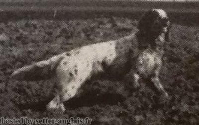 Setter Anglais SONIA DEL ROVERE Setter Anglais SONIA DEL ROVERE